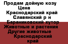 Продам дойную козу  › Цена ­ 5 000 - Краснодарский край, Славянский р-н, Бараниковский хутор Животные и растения » Другие животные   . Краснодарский край